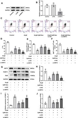 Quercetin Attenuates Cardiac Hypertrophy by Inhibiting Mitochondrial Dysfunction Through SIRT3/PARP-1 Pathway